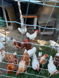 Galli razza gallina bianca di Saluzzo