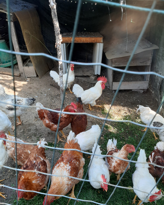 Galli razza gallina bianca di Saluzzo