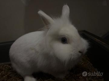 Coniglio