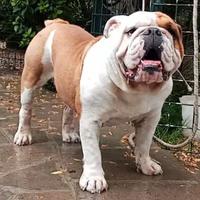 Bulldog inglese cuccioli