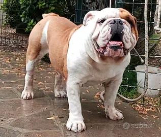 Bulldog inglese cuccioli