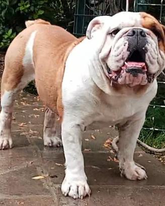 Bulldog inglese cuccioli