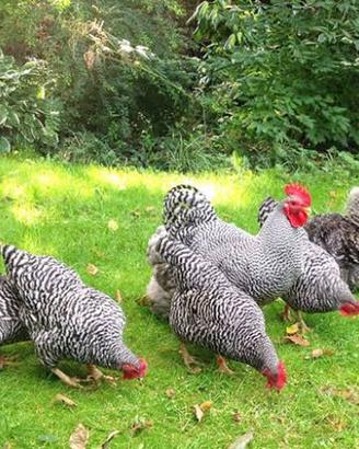 Galline Amrock