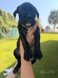 Amstaff con pedigree