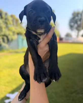Amstaff con pedigree