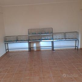 gabbia cova cm 65