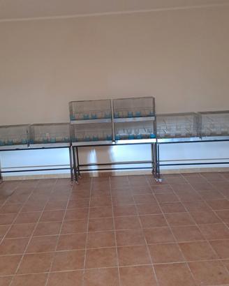 gabbia cova cm 65