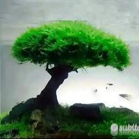 Piante per acquario tropicale