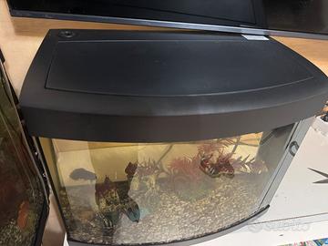 Acquario 50 litri