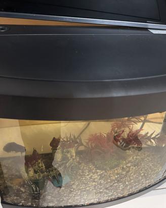 Acquario 50 litri