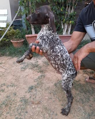 Cuccioli kurzhaar