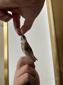 Favati pezzata gabbie 120