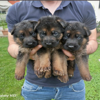 Cuccioli pastore tedesco