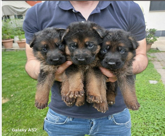 Cuccioli pastore tedesco