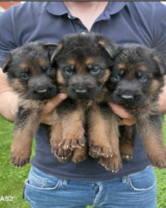Cuccioli pastore tedesco