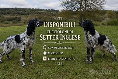 Setter inglese