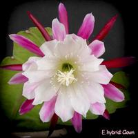 Talee e piante radicate di epiphyllum