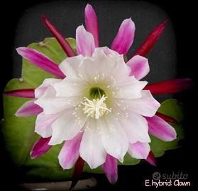 Talee e piante radicate di epiphyllum