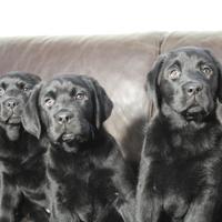 Labrador Cuccioli Neri (Allevamento)