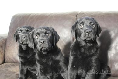 Labrador Cuccioli Neri (Allevamento)
