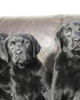 Labrador Cuccioli Neri (Allevamento)