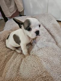 Bulldog Francese f1