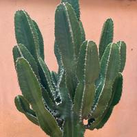 Euphorbia pianta grassa