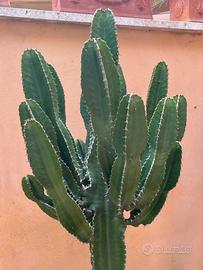 Euphorbia pianta grassa