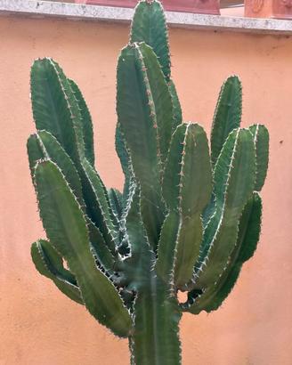 Euphorbia pianta grassa