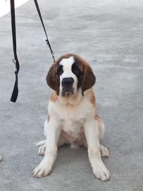 San Bernardo cucciolo enorme