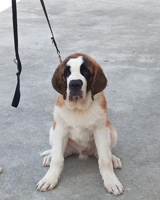 San Bernardo cucciolo enorme