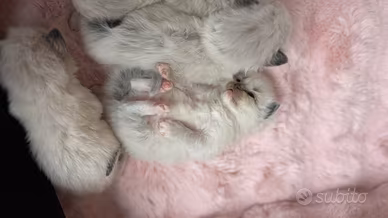 Gatti Ragdoll