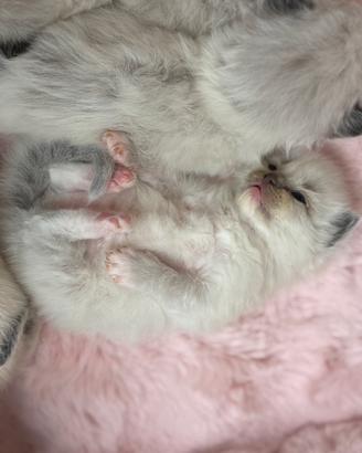 Gatti Ragdoll