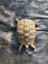 Tartarughe da terra