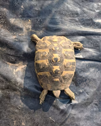 Tartarughe da terra
