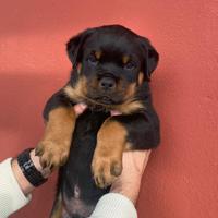 Cuccioli rottweiler con pedigree