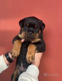 Cuccioli rottweiler con pedigree