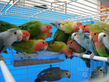 Inseparabili roseicollis diverse mutazioni