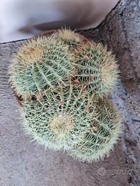 Pianta grassa