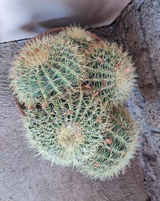 Pianta grassa