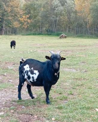 Caprette tibetane
