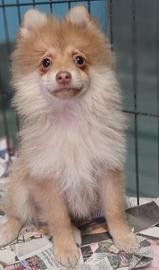 Volpini di pomerania