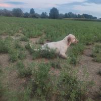 Cucciolo setter inglese