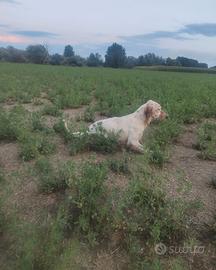 Cucciolo setter inglese