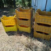 cassette in plastica per agricoltura 