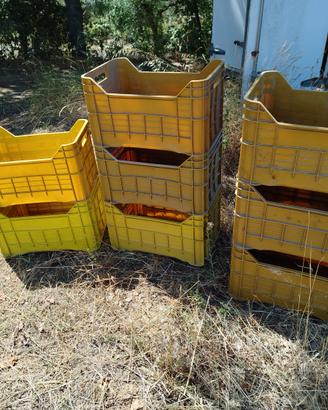 cassette in plastica per agricoltura 