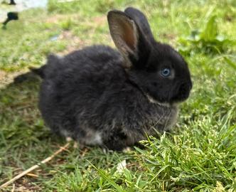 Coniglio olandese nano