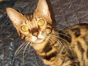 Gatto Bengala femmina dolcissima