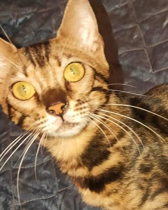 Gatto Bengala femmina dolcissima