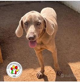 Maschio bracco grigio